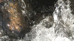 A bubbling brook from close proximity
